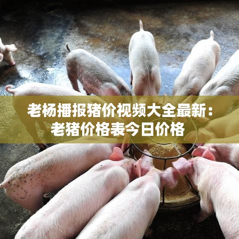 老杨播报猪价视频大全最新：老猪价格表今日价格 