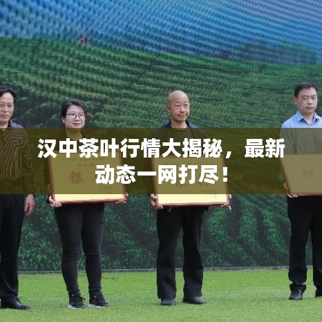 汉中茶叶行情大揭秘，最新动态一网打尽！