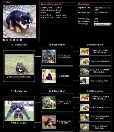 猛犬俱乐部安卓版本,全面分析应用数据|RemixOS_v10.854